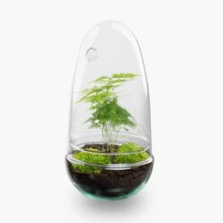 Egg - Terrarium - Two-part Glass Dome - Bottle Garden DIY Kit - Ø 12 Cm ↑ 25 Cm 17 Egg - Terrarium - Two-part Glass Dome - Bottle Garden DIY Kit - Ø 12 Cm ↑ 25 Cm -Plant Haven Home egg terrarium asparagus