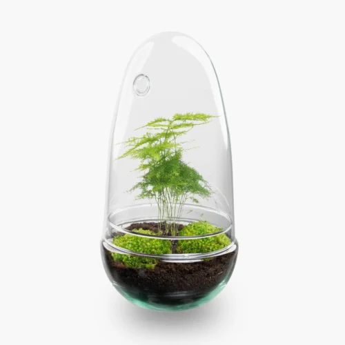 Egg - Terrarium - Two-part Glass Dome - Bottle Garden DIY Kit - Ø 12 Cm ↑ 25 Cm 17 Egg - Terrarium - Two-part Glass Dome - Bottle Garden DIY Kit - Ø 12 Cm ↑ 25 Cm -Plant Haven Home egg terrarium asparagus scaled