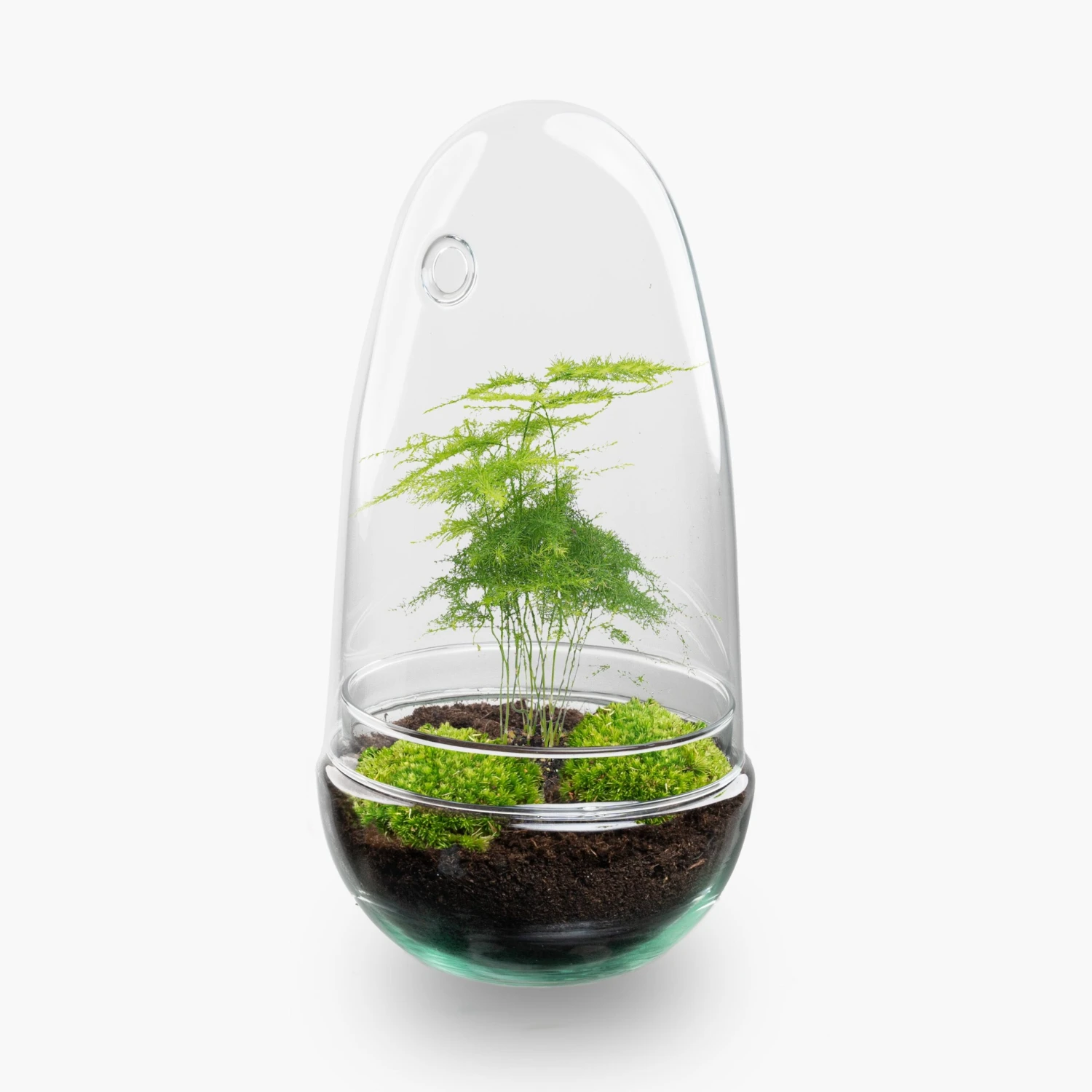 Egg - Terrarium - Two-part Glass Dome - Bottle Garden DIY Kit - Ø 12 Cm ↑ 25 Cm 6 Egg - Terrarium - Two-part Glass Dome - Bottle Garden DIY Kit - Ø 12 Cm ↑ 25 Cm - Image 6