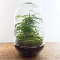 Egg XL - Terrarium - Two-part Glass Dome - Bottle Garden DIY Kit - Ø 17.5 Cm ↑ 30 Cm -Plant Haven Home egg terrarium fittonia asparagus diy 577298b7 c9cf 4463 a1b9 2c2bd7d14f30
