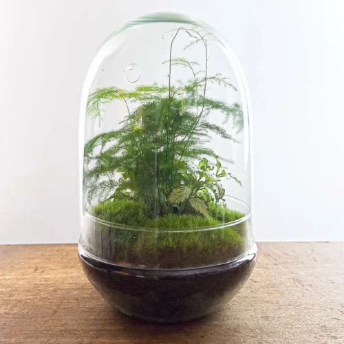 Egg XL - Terrarium - Two-part Glass Dome - Bottle Garden DIY Kit - Ø 17.5 Cm ↑ 30 Cm -Plant Haven Home egg terrarium fittonia asparagus diy 577298b7 c9cf 4463 a1b9 2c2bd7d14f30