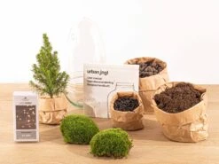 Egg Christmas - Plant Terrarium With Christmas Tree And Lighting - ↑ 25 Cm -Plant Haven Home egg terrarium glas christmas flaschengarten