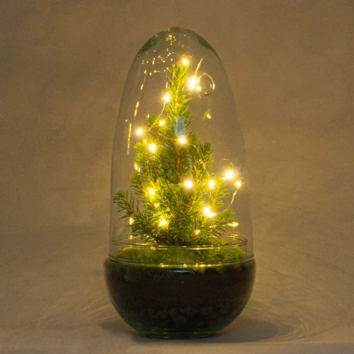 Egg Christmas - Plant Terrarium With Christmas Tree And Lighting - ↑ 25 Cm -Plant Haven Home egg terrarium kerstboom verlichting