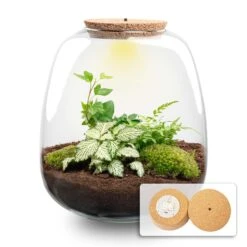 Emma - Terrarium With Light - Bottle Garden DIY Kit - Ø 23 Cm ↑ 25 Cm -Plant Haven Home emma fittonia white terrarium planten pakket verlichting