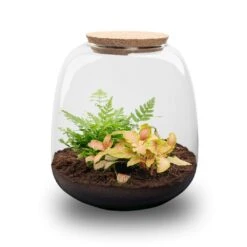Emma Mini - Terrarium With Cork - Bottle Garden DIY Kit - Ø 19 Cm ↑ 20 Cm -Plant Haven Home emma mini red plant terrarium trendhero