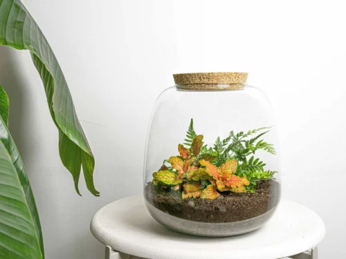 Emma Mini - Terrarium With Cork - Bottle Garden DIY Kit - Ø 19 Cm ↑ 20 Cm -Plant Haven Home emma mini ruby lime fittonia diy terrarium flaschengarten 9dad0386 fe1c 433b bd7a 724e6499c577