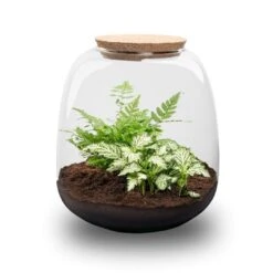 Emma Mini - Terrarium With Cork - Bottle Garden DIY Kit - Ø 19 Cm ↑ 20 Cm -Plant Haven Home emma mini white plant terrarium trendhero
