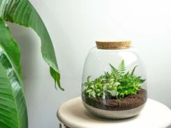 Emma Mini - Terrarium With Cork - Bottle Garden DIY Kit - Ø 19 Cm ↑ 20 Cm -Plant Haven Home emma white fittonia terrarium flaschengarten f8757791 fea3 4ca8 8a24 dc53017c813a