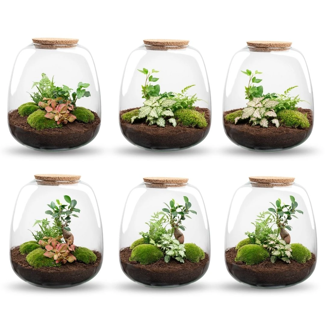 Emma - Terrarium With Light - Bottle Garden DIY Kit - Ø 23 Cm ↑ 25 Cm