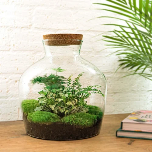 Fat Joe Green - Terrarium With Light - Bottle Garden DIY Kit - Ø 29 Cm ↑ 30 Cm -Plant Haven Home fat joe green terrarium met planten in fles f76dc20b be25 4a25 bc4f 414a42e46767