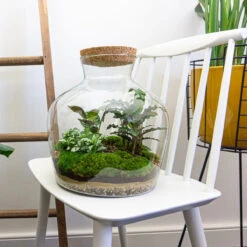 Fat Joe - Terrarium With Light - Bottle Garden DIY Kit - Ø 29 Cm ↑ 30 Cm -Plant Haven Home fat joe planten terrarium