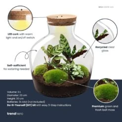 Fat Joe - Terrarium With Light - Bottle Garden DIY Kit - Ø 29 Cm ↑ 30 Cm -Plant Haven Home fatjoe plant terrarium diy kit info trendhero 5f00b398 f9ac 4395 947d a64cda47a68e