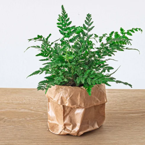 Fern - Athyrium Spicatum - Terrarium Plant -Plant Haven Home fern Athyrium spicatum plant