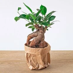Ficus Microcarpa Ginseng Bonsai - ↑20 Cm 7 Ficus Microcarpa Ginseng Bonsai - ↑20 Cm -Plant Haven Home ficus bonsai ginseng microcarpa plant 7326cbd1 f82f 4408 a147 4209a2824a42