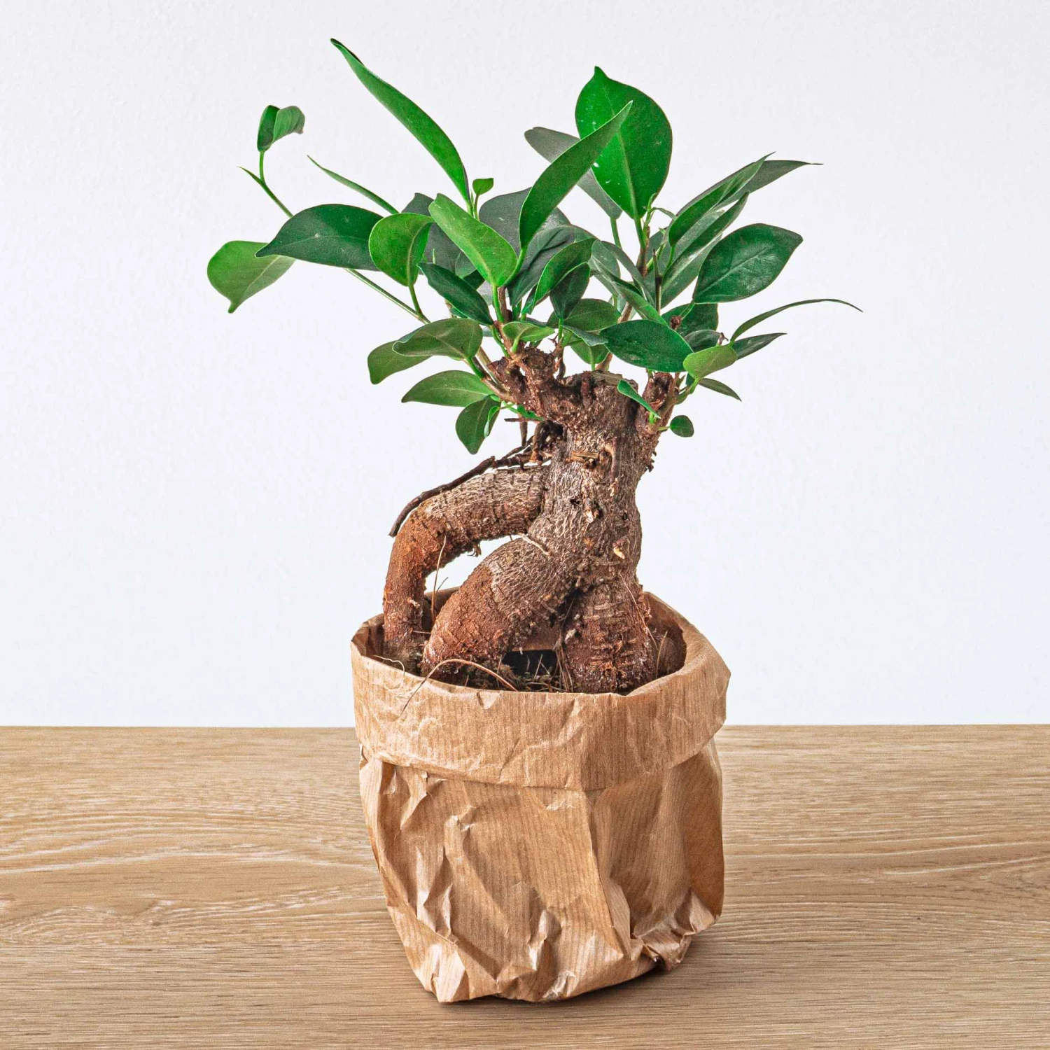 Ficus Microcarpa Ginseng Bonsai - ↑20 Cm 3 Ficus Microcarpa Ginseng Bonsai - ↑20 Cm - Image 3