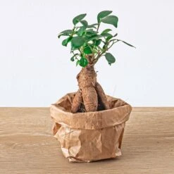 Ficus Ginseng Bonsai - Microcarpa - ↑ Ca. 15 Cm - Ø 6 Cm -Plant Haven Home ficus ginseng microcarpa terrarium plant d36371ef 83d8 42bb a7c4 f7a31a19b5b5