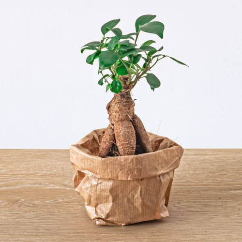 Ficus Ginseng Bonsai - Microcarpa - ↑ Ca. 15 Cm - Ø 6 Cm -Plant Haven Home ficus ginseng microcarpa terrarium plant d36371ef 83d8 42bb a7c4 f7a31a19b5b5