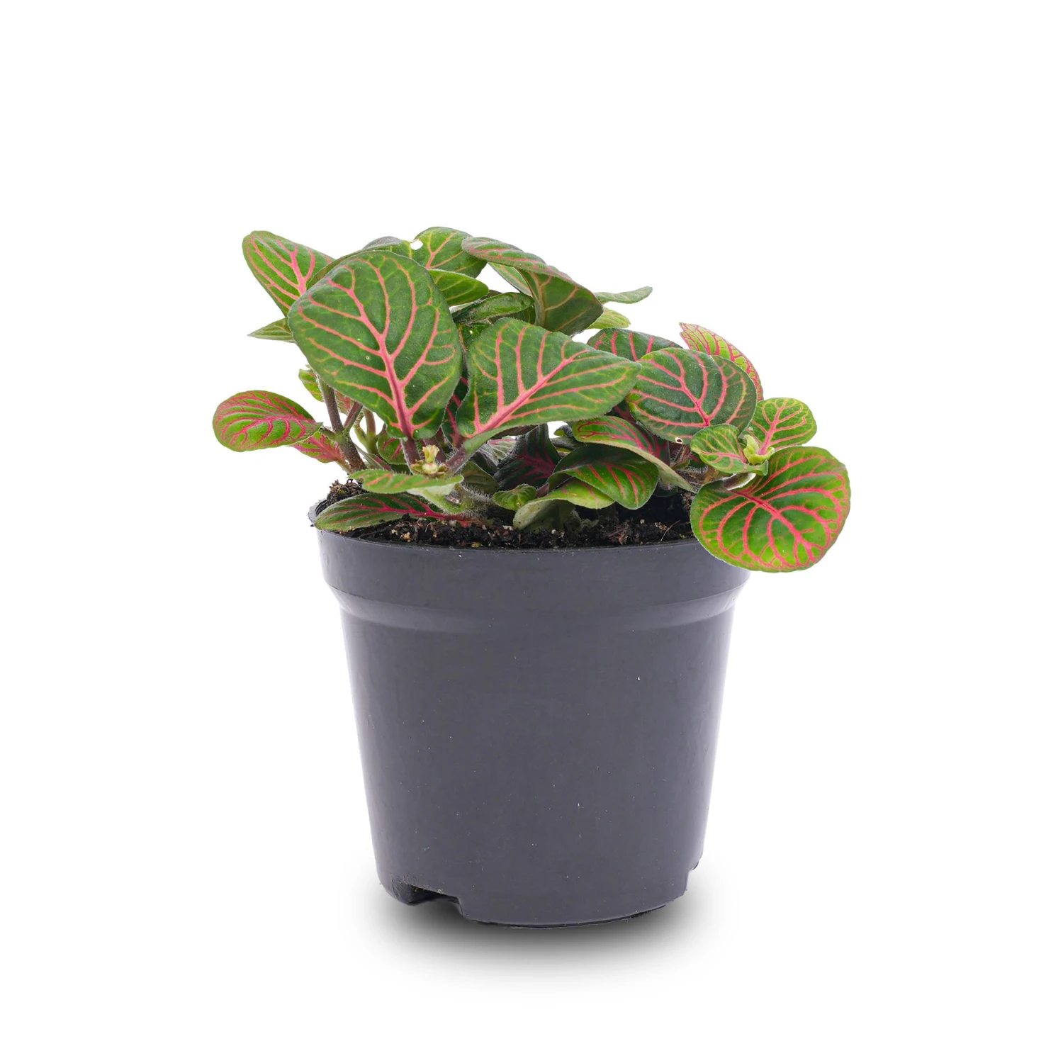 Fittonia Bubble Red - Red And Green - Mosaic Plant 2 Fittonia Bubble Red - Red And Green - Mosaic Plant - Image 2