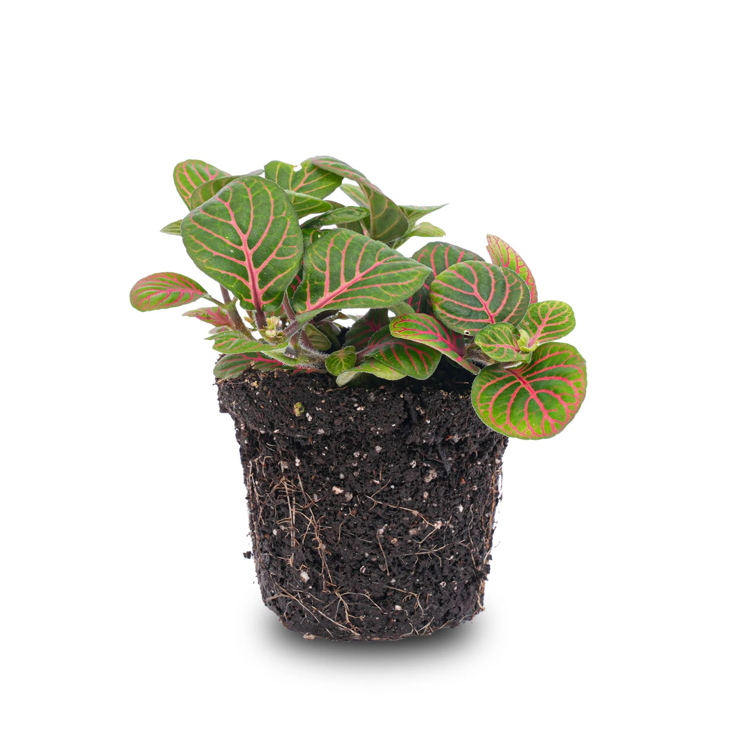 Fittonia Bubble Red - Red And Green - Mosaic Plant 1 Fittonia Bubble Red - Red And Green - Mosaic Plant