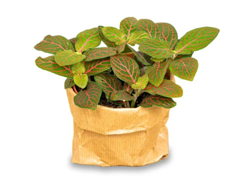 Fittonia Joly Josan - Red And Green - Mosaic Plant -Plant Haven Home fittonia joly josan pm8 plant shadow