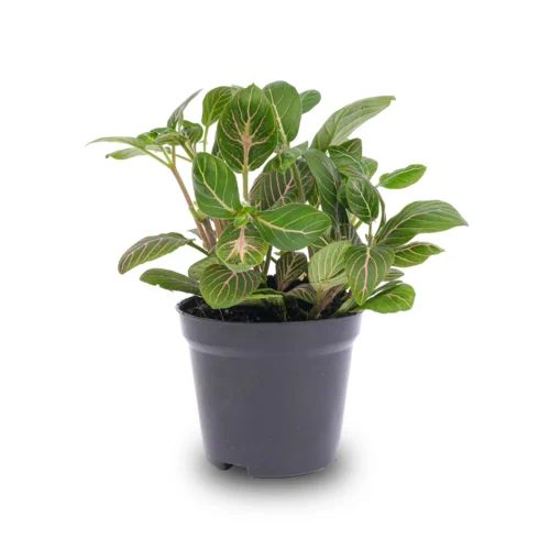 Fittonia Joly Josan - Red And Green - Mosaic Plant -Plant Haven Home fittonia joly josan pot