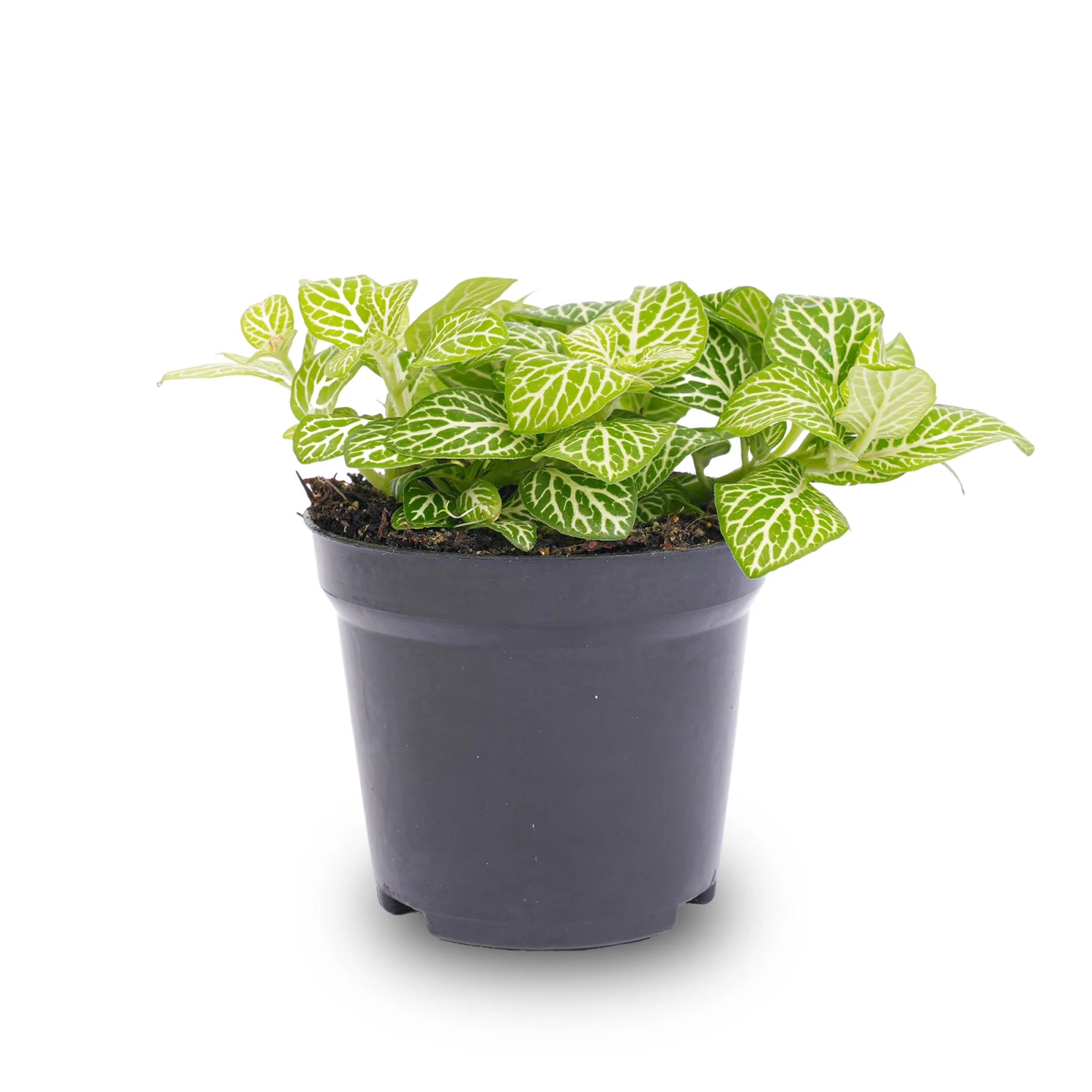 Fittonia Joly Lemon - White And Green (Fluor) - Mosaic Plant - Terrarium Plant 2 Fittonia Joly Lemon - White And Green (Fluor) - Mosaic Plant - Terrarium Plant - Image 2