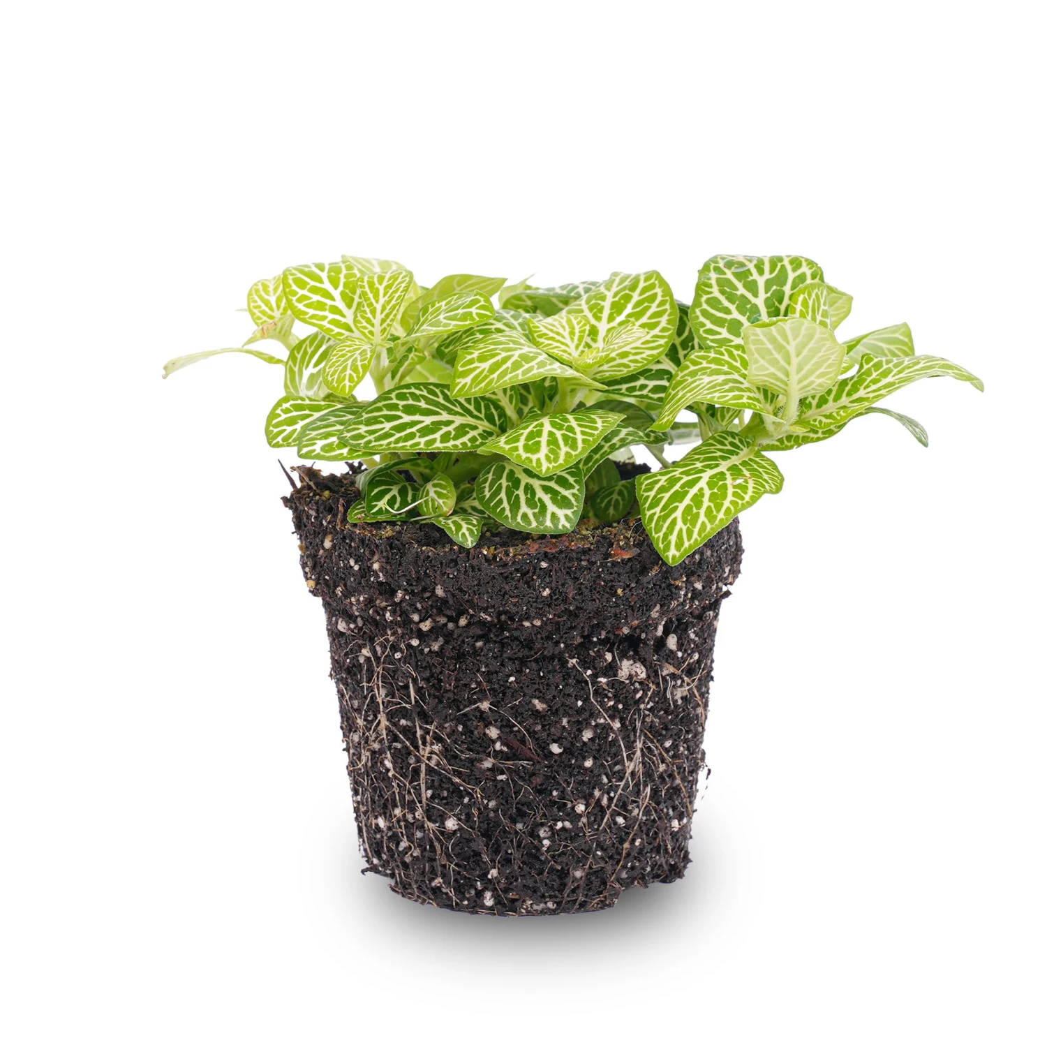Fittonia Joly Lemon - White And Green (Fluor) - Mosaic Plant - Terrarium Plant 1 Fittonia Joly Lemon - White And Green (Fluor) - Mosaic Plant - Terrarium Plant