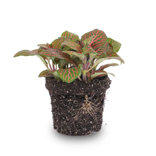 Fittonia Red - Mosaic Plant