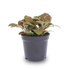 Fittonia Red - Mosaic Plant -Plant Haven Home fittonia red pot