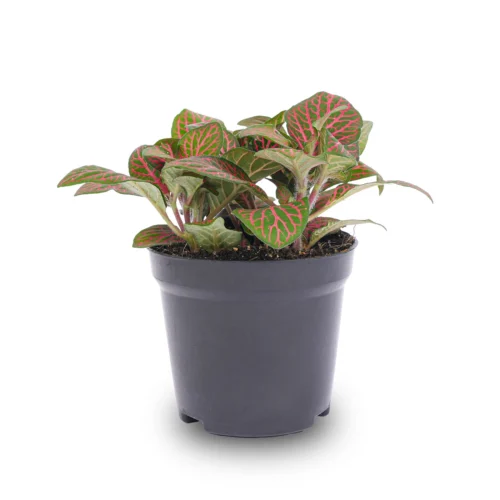 Fittonia Red - Mosaic Plant -Plant Haven Home fittonia red pot