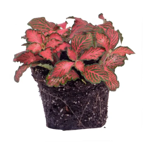 Fittonia Red - Mosaic Plant -Plant Haven Home fittonia red star terrarium plant