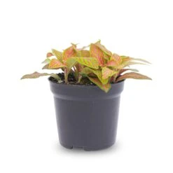 Fittonia Orange - Pink - Ruby Lime - Mosaic Plant -Plant Haven Home fittonia ruby lime pot