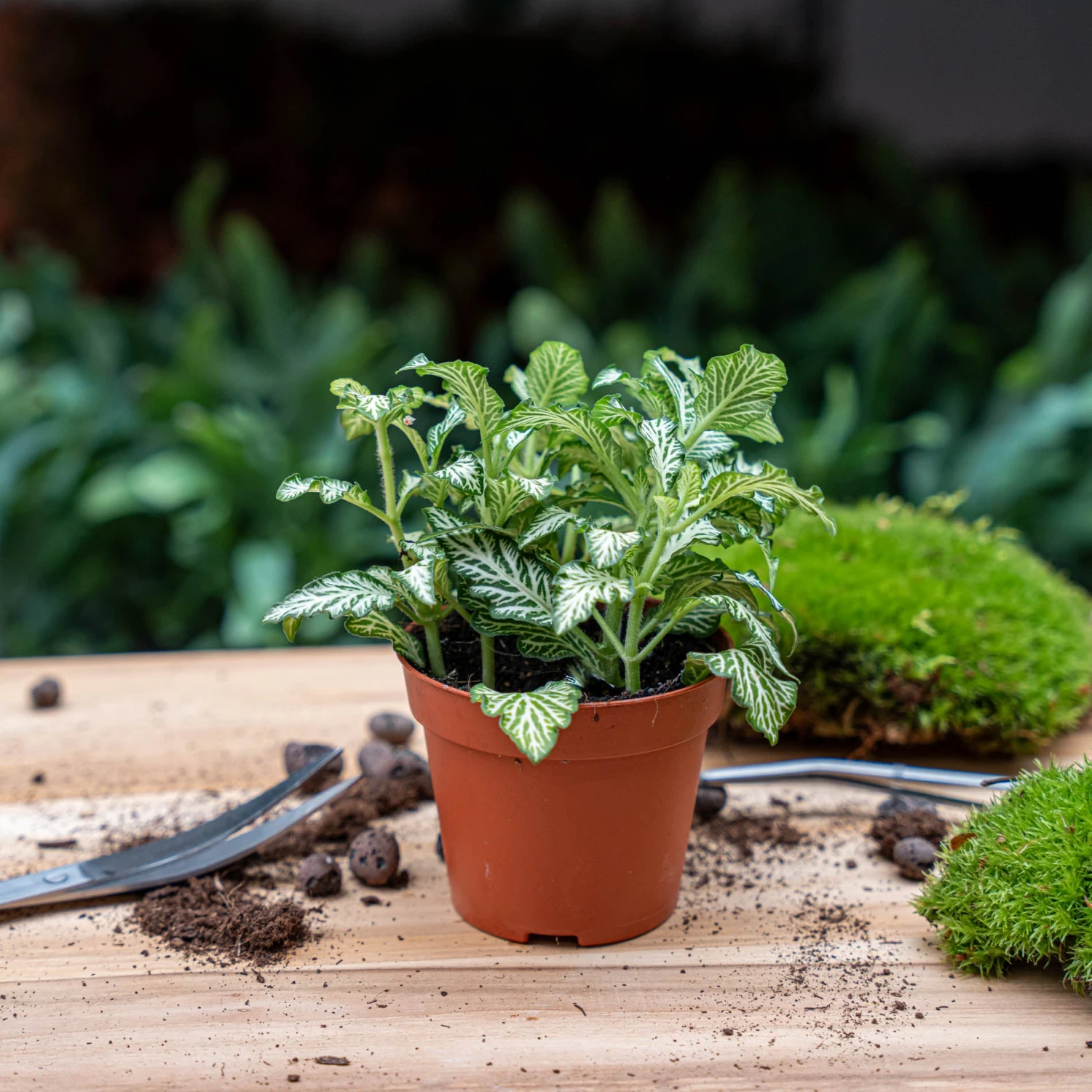 Plant Terrarium Set - Lancifolia - 3 Plants - Calathea Lancifolia - Red & White Fittonia 2 Plant Terrarium Set - Lancifolia - 3 Plants - Calathea Lancifolia - Red & White Fittonia - Image 2