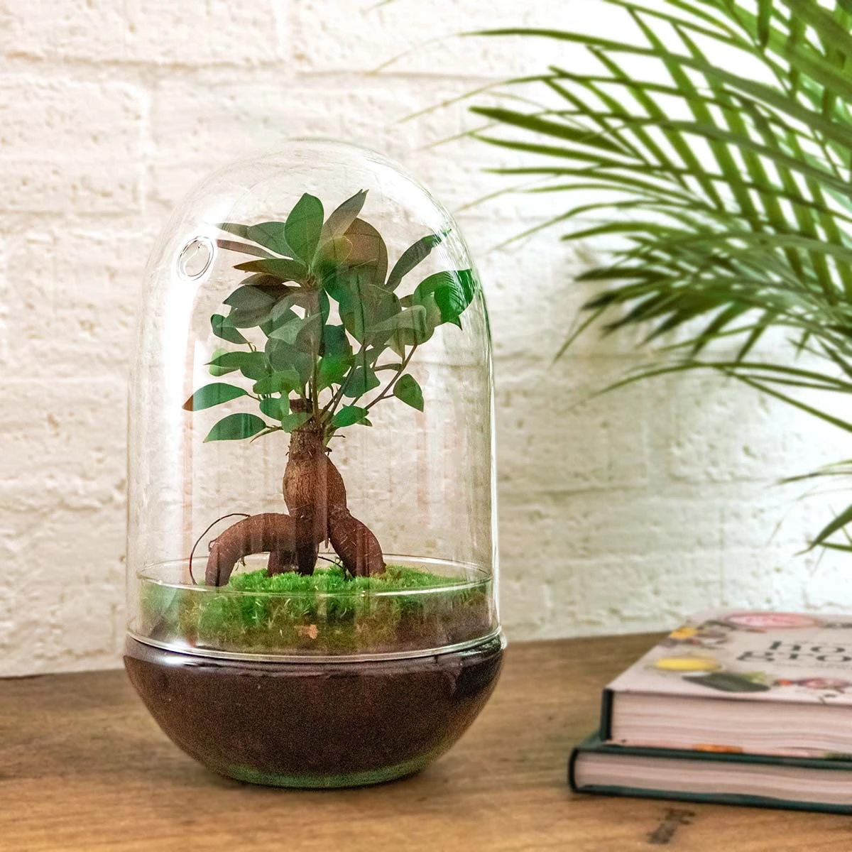 Egg XL Bonsai - Terrarium - Two-part Glass Dome - Bottle Garden DIY Kit - Ø 17.5 Cm ↑ 30 Cm 1 Egg XL Bonsai - Terrarium - Two-part Glass Dome - Bottle Garden DIY Kit - Ø 17.5 Cm ↑ 30 Cm