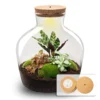 Fat Joe Red - Terrarium With Light - Bottle Garden DIY Kit - Ø 29 Cm ↑ 30 Cm