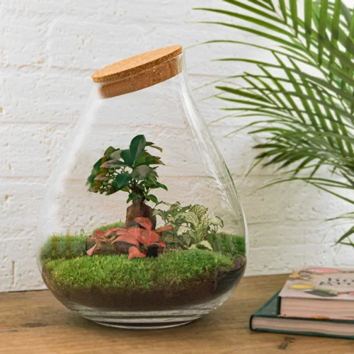 Drop XL Red - Terrarium With Cork - Bottle Garden DIY Kit – Ø 24 Cm ↑ 37 Cm 7 Drop XL Red - Terrarium With Cork - Bottle Garden DIY Kit – Ø 24 Cm ↑ 37 Cm -Plant Haven Home flaschengarten mit bonsai diy terrarium kit 802c3dae 197f 4404 bc77 c45371807fb7