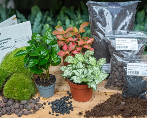 Coffea Arabica - Plant Terrarium Refill & Starter Kit - 3 Terrarium Plants - DIY 9 Coffea Arabica - Plant Terrarium Refill & Starter Kit - 3 Terrarium Plants - DIY -Plant Haven Home flaschengarten set bottle garden kit coffea green