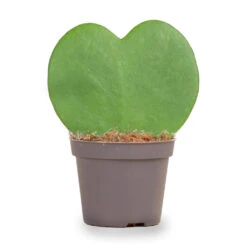 Hoya Kerrii - Heartplant - ↑ 10 Cm - ⌀ 6 Cm -Plant Haven Home hartjesplant cc9099d3 925d 41ae 9e46 c199154c8efa