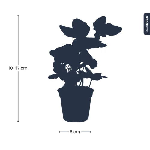 Hedera Helix - Ø 6 Cm - Houseplant & Terrarium Plant 8 Hedera Helix - Ø 6 Cm - Houseplant & Terrarium Plant -Plant Haven Home hedera helix kaufen online