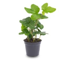 Hedera Helix - Ø 6 Cm - Houseplant & Terrarium Plant -Plant Haven Home hedera helix pot