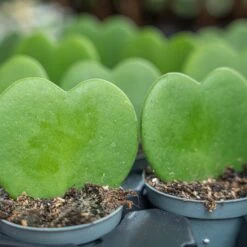 Hoya Kerrii - Heartplant - ↑ 10 Cm - ⌀ 6 Cm -Plant Haven Home hoya kerrii plant