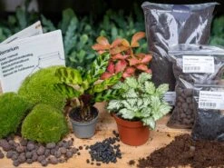 Calathea Lancifolia - Plant Terrarium Refill & Starter Kit - 3 Terrarium Plants - DIY -Plant Haven Home lancifolia 3 plants terrarium kit diy