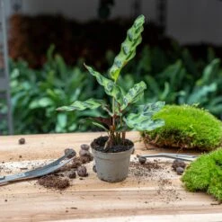 Plant Terrarium Set - Lancifolia - 3 Plants - Calathea Lancifolia - Red & White Fittonia 7 Plant Terrarium Set - Lancifolia - 3 Plants - Calathea Lancifolia - Red & White Fittonia -Plant Haven Home lancifolia calathea babyplant pm6 trendhero a4b6f9b5 875c 4162 a58f f678a8e187ab