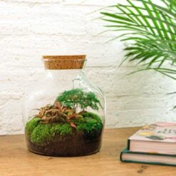 Little Joe - Terrarium With Light - Bottle Garden DIY Kit - Ø 20 Cm ↑ 22 Cm 24 Little Joe - Terrarium With Light - Bottle Garden DIY Kit - Ø 20 Cm ↑ 22 Cm -Plant Haven Home little joe ecosysteem plant in fles ec468582 06a1 44a4 b107 78cc934a6da0