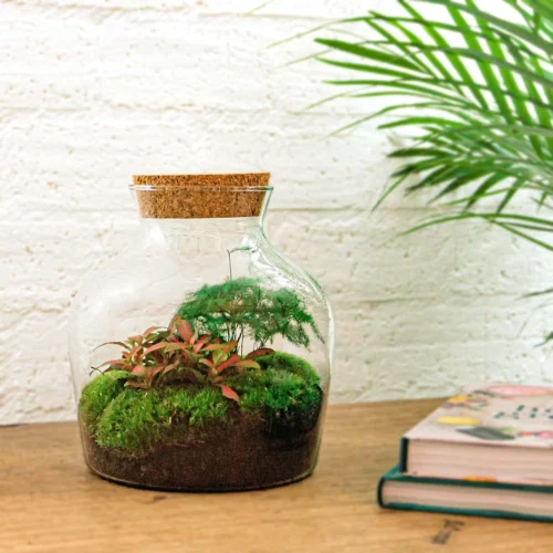 Little Joe - Terrarium With Light - Bottle Garden DIY Kit - Ø 20 Cm ↑ 22 Cm -Plant Haven Home little joe ecosysteem plant in fles ec468582 06a1 44a4 b107 78cc934a6da0