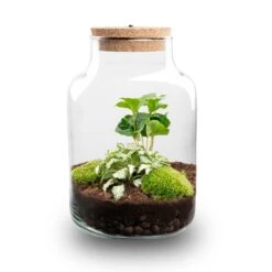 Little Milky - Terrarium With Light - Bottle Garden DIY Kit - Ø 17 Cm ↑ 25 Cm -Plant Haven Home little milky terrarium flaschengarten coffea fittonia
