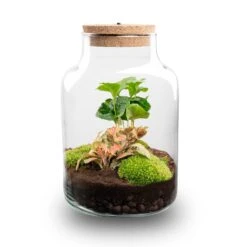 Little Milky - Terrarium With Light - Bottle Garden DIY Kit - Ø 17 Cm ↑ 25 Cm -Plant Haven Home little millky terrarium flaschengarten coffea fittonia ruby lime led