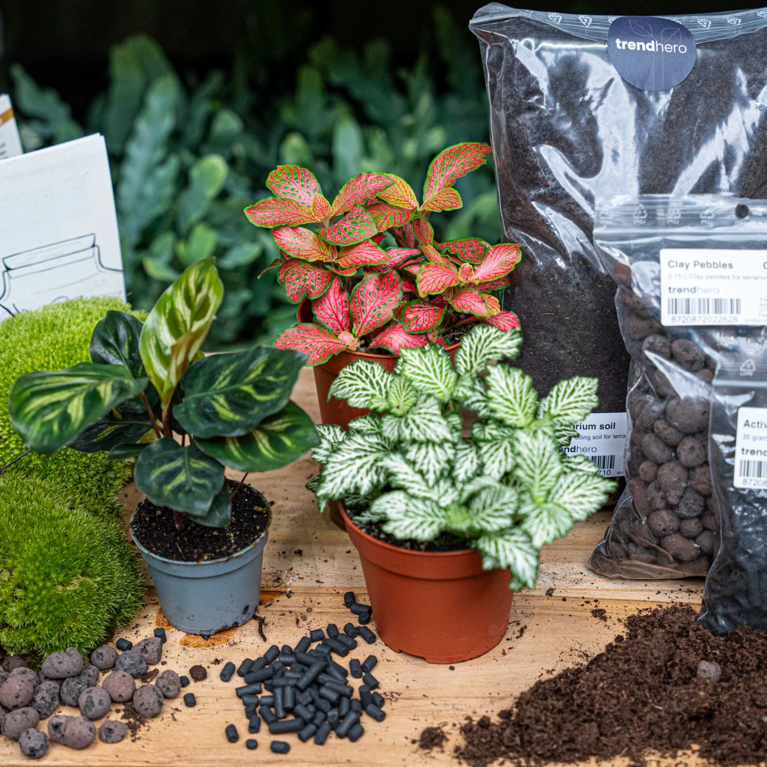 Calathea Makoyana - Plant Terrarium Refill & Starter Kit - 3 Terrarium Plants - DIY 3 Calathea Makoyana - Plant Terrarium Refill & Starter Kit - 3 Terrarium Plants - DIY - Image 3