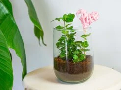Vase Martin - DIY Kit - ↑ 17 Cm -Plant Haven Home martin kit hedera heart pink