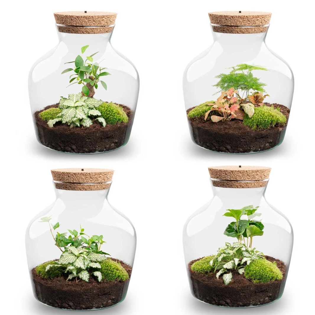 Little Joe - Terrarium With Light - Bottle Garden DIY Kit - Ø 20 Cm ↑ 22 Cm 1 Little Joe - Terrarium With Light - Bottle Garden DIY Kit - Ø 20 Cm ↑ 22 Cm